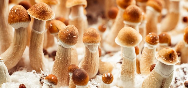 Wisconsin Bill Would Create Pilot Program to Study Psilocybin as PTSD Treatment Wisconsin Bill Would Create Pilot Program to Study Psilocybin as PTSD Treatment