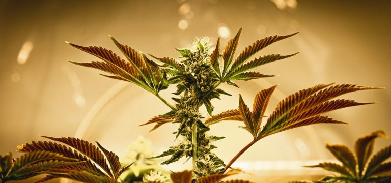 DEA, DOJ Publish Proposal to Reschedule Cannabis & Open Public Comment Period DEA, DOJ Publish Proposal to Reschedule Cannabis & Open Public Comment Period