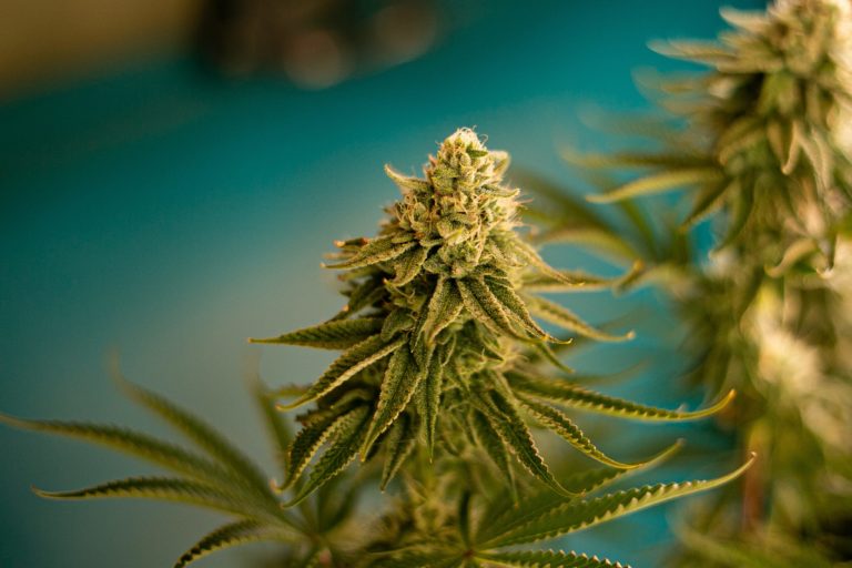 Republican Legislators Call on DEA To Reject Recommendation To Reschedule Cannabis Republican Legislators Call on DEA To Reject Recommendation To Reschedule Cannabis
