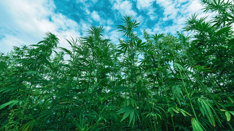 Foundation for Food and Agriculture Research’s Hemp Research Consortium Provides Grants to Cornell University for Hemp Breeding Program