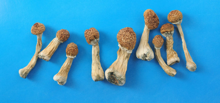 Harvard Creating Study of Psychedelics in Society and Culture