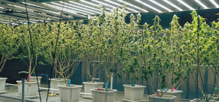 Michigan Appeals Court: Illegal Cannabis Grows are Misdemeanor Crimes Regardless of Size Michigan Appeals Court: Illegal Cannabis Grows are Misdemeanor Crimes Regardless of Size