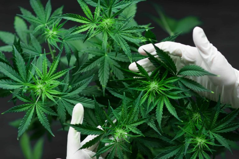 Old, Unused Lumber Facility in Minnesota Set To Become Cannabis Cultivation, Manufacturing Facility Old, Unused Lumber Facility in Minnesota Set To Become Cannabis Cultivation, Manufacturing Facility