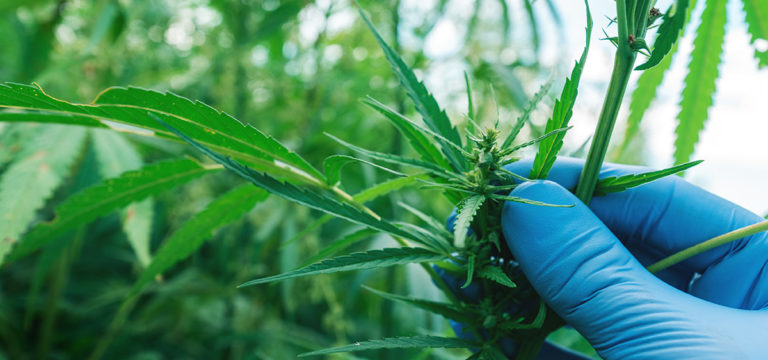 Oregon Cannabis Organizations Merge Into New Coalition Representing 500+ Members