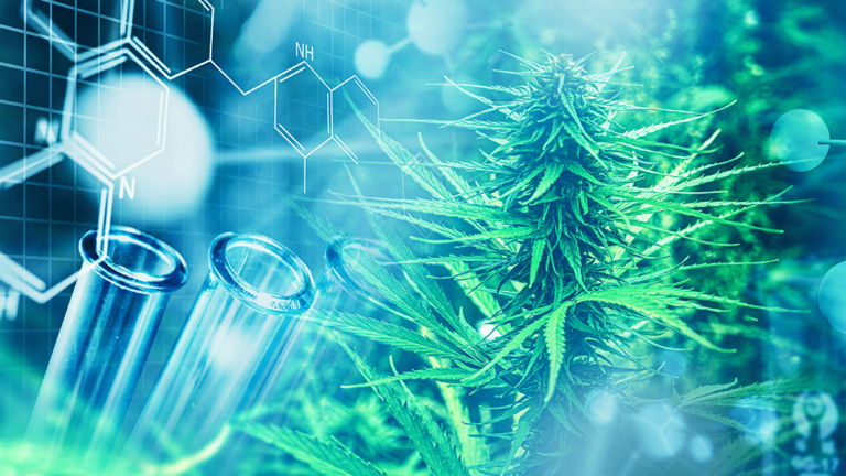 The Cannabis Cancer Connection | Project CBD The Cannabis Cancer Connection | Project CBD