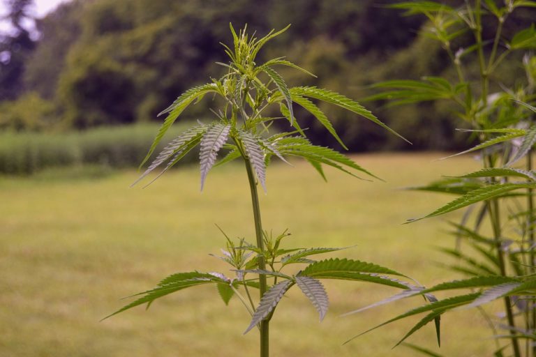 Missouri Legislation Would Impose Restrictions On Intoxicating Hemp Products, Sparking Clash Over How To Regulate Missouri Legislation Would Impose Restrictions On Intoxicating Hemp Products, Sparking Clash Over How To Regulate