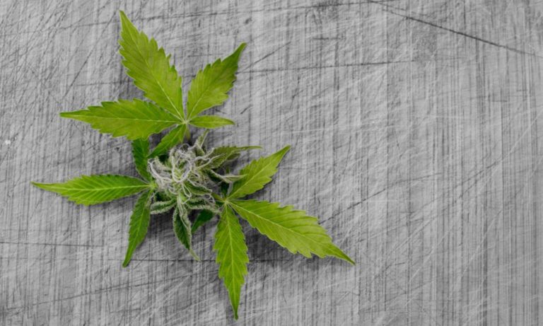 Connecticut Adult-Use Marijuana Sales Reach New High In October, While Medical Cannabis Continues To Decline