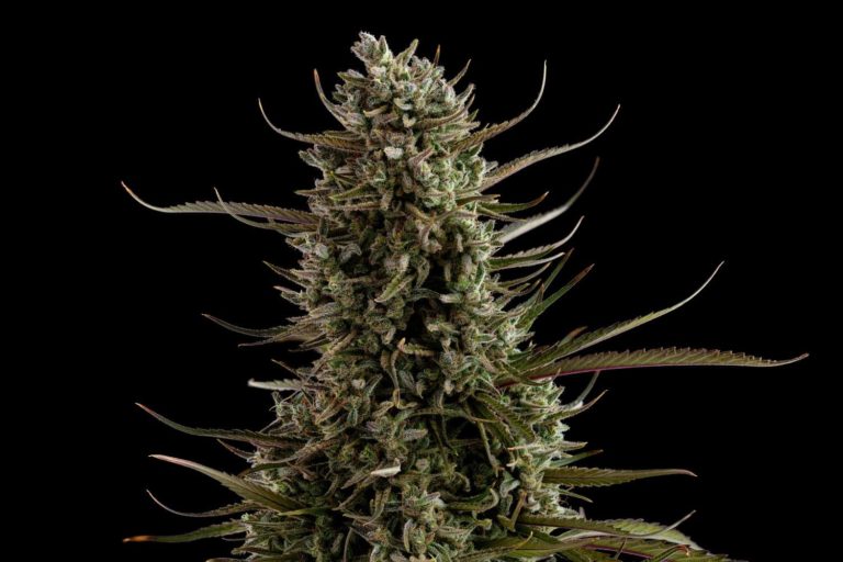 Ellen’s Bud Break: Fruit, Earth & Fuel Ellen’s Bud Break: Fruit, Earth & Fuel