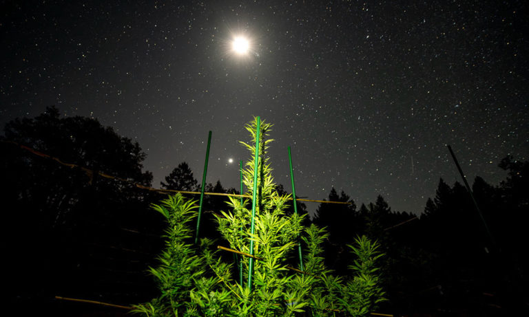 How to Winterize a Cannabis Farm How to Winterize a Cannabis Farm