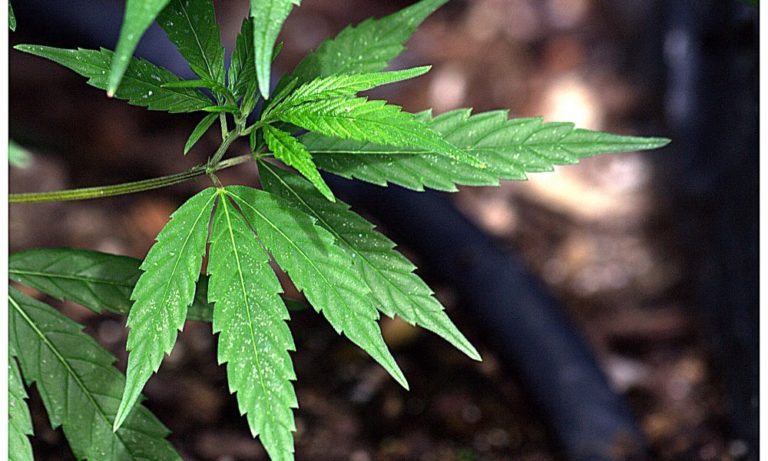 International cannabis meeting with US, Germany, etc. (Newsletter: November 22, 2023) International cannabis meeting with US, Germany, etc. (Newsletter: November 22, 2023)