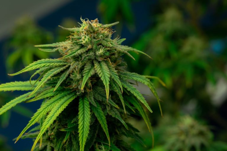 Israel-based Software Company Shares Data on Increased Medical Cannabis Patient Count Israel-based Software Company Shares Data on Increased Medical Cannabis Patient Count