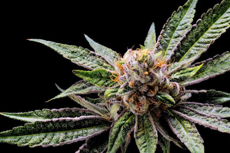 Jon’s Stone-Cold Cop List #44: Green Everyday