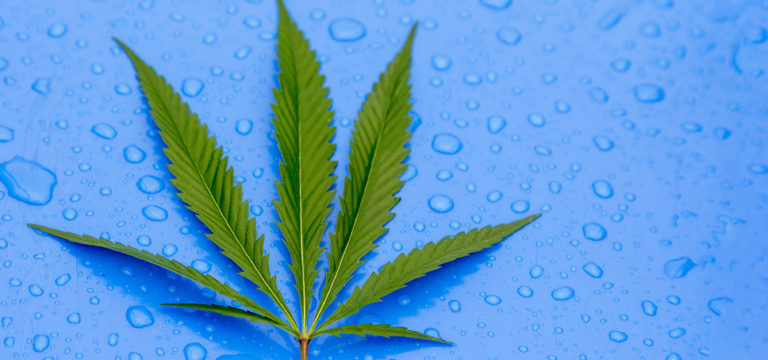 Second Adult-Use Cannabis Ballot Initiative Proposed in South Dakota