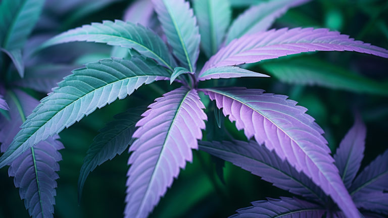 South Dakota Could Repeal Medical Cannabis, Legalize Adult-Use Cannabis in 2024 Election South Dakota Could Repeal Medical Cannabis, Legalize Adult-Use Cannabis in 2024 Election