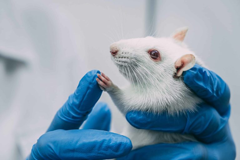 Swedish Researchers Study Effects of LSD, Ketamine on Rats Swedish Researchers Study Effects of LSD, Ketamine on Rats