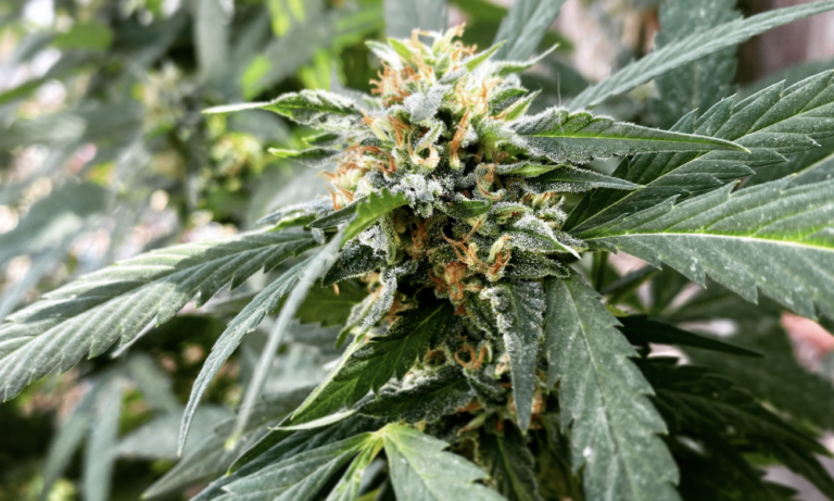 Arizona’s Legal Marijuana Sales Passed $1 Billion Mark For 2023 In September, New Data Shows Arizona’s Legal Marijuana Sales Passed $1 Billion Mark For 2023 In September, New Data Shows