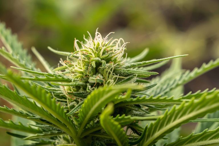 California Cop Applicants Won’t Be Asked About Prior Pot Use California Cop Applicants Won’t Be Asked About Prior Pot Use