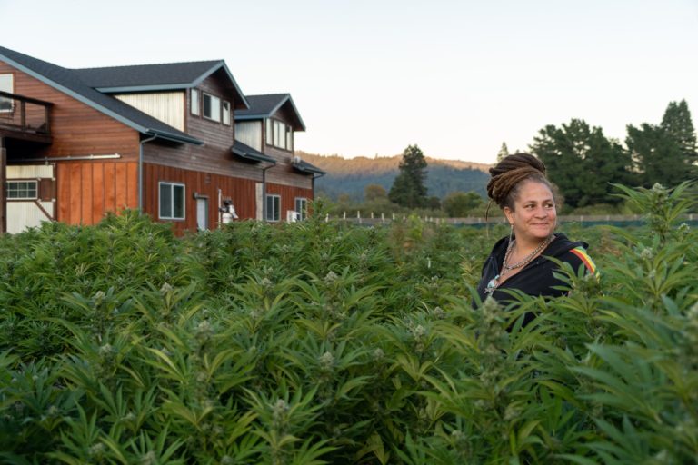 Dry Farming in Humboldt | High Times Dry Farming in Humboldt | High Times