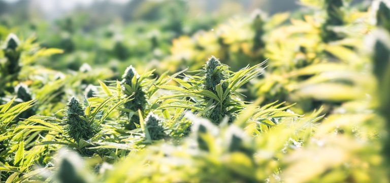 Ghana Legalizes Cannabis for Medical & Industrial Purposes