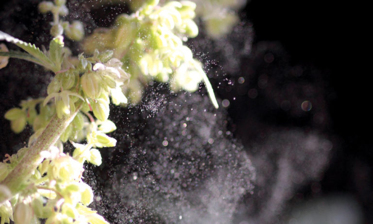 How to Tell if Your Cannabis Plant Is Male or Female How to Tell if Your Cannabis Plant Is Male or Female