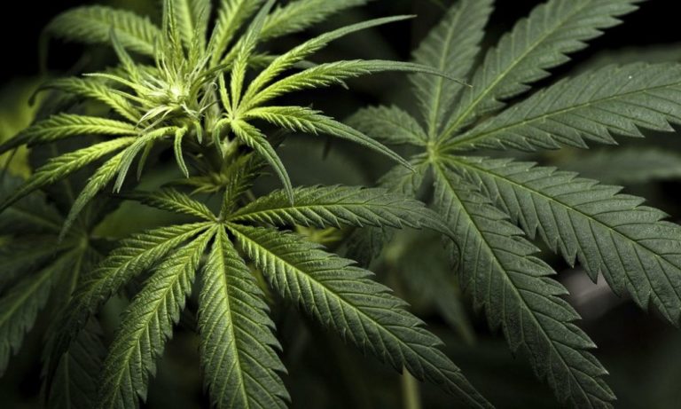 Illinois Marijuana Retailers Set Record For Sales To In-State Residents, Selling Most Individual Cannabis Products In Any Month Since Launch