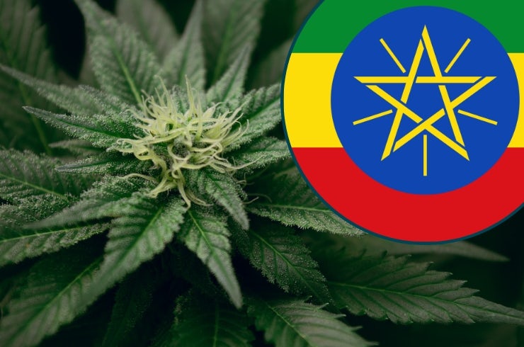 Is Weed Legal in Ethiopia Is Weed Legal in Ethiopia