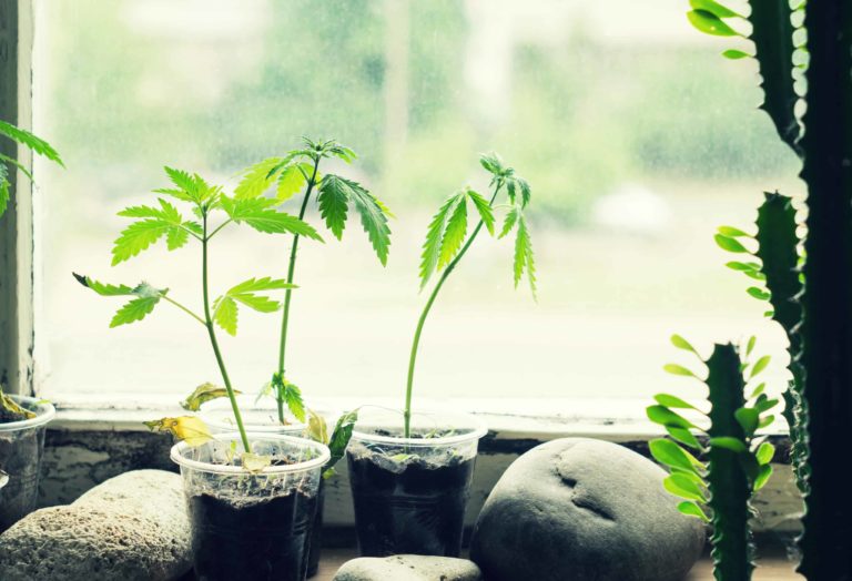 Man in Minnesota Offers Free Grow Classes to the Public Man in Minnesota Offers Free Grow Classes to the Public