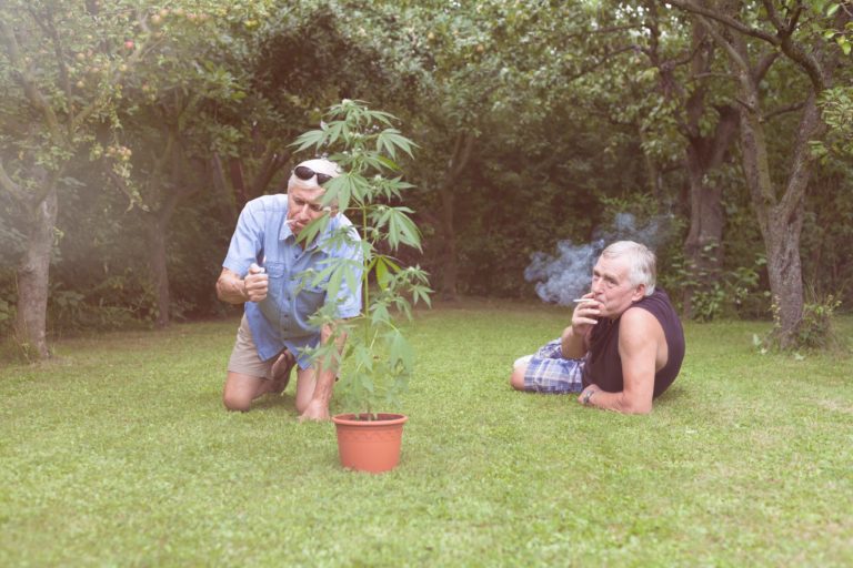 More Than 10% of Older Americans Have Used Cannabis in the Last Year More Than 10% of Older Americans Have Used Cannabis in the Last Year