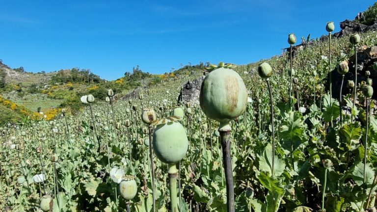 Myanmar Surpasses Afghanistan as World’s Largest Opium Producer Myanmar Surpasses Afghanistan as World’s Largest Opium Producer