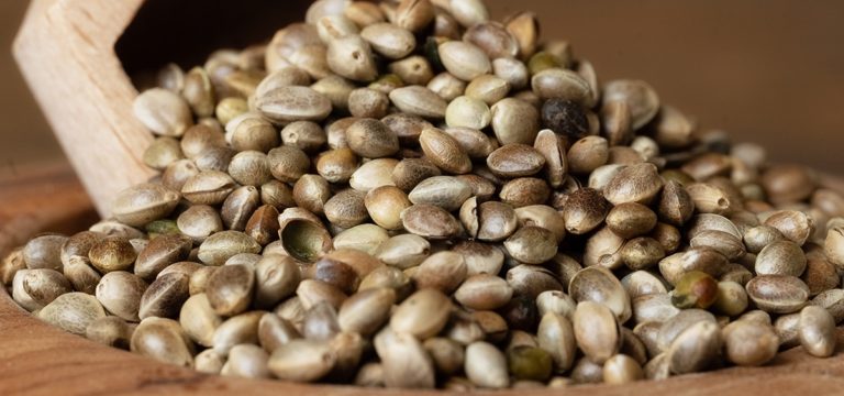 New York Governor Vetoes Bills to Legalize Hemp for Animal Feed
