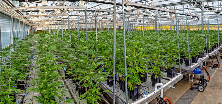 Oklahoma Cuts Cannabis Grows to 3,200 Amid Crackdown on Bad Actors Oklahoma Cuts Cannabis Grows to 3,200 Amid Crackdown on Bad Actors