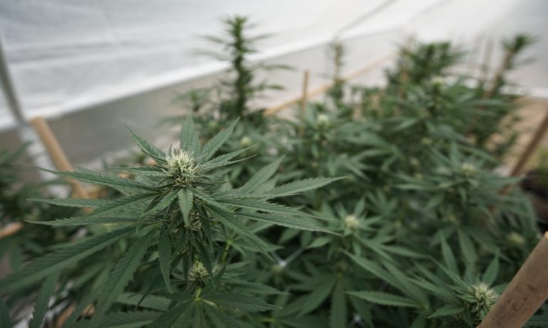Pennsylvania Lawmakers Approve Bill To Allow More Medical Marijuana Companies To Vertically Integrate Pennsylvania Lawmakers Approve Bill To Allow More Medical Marijuana Companies To Vertically Integrate