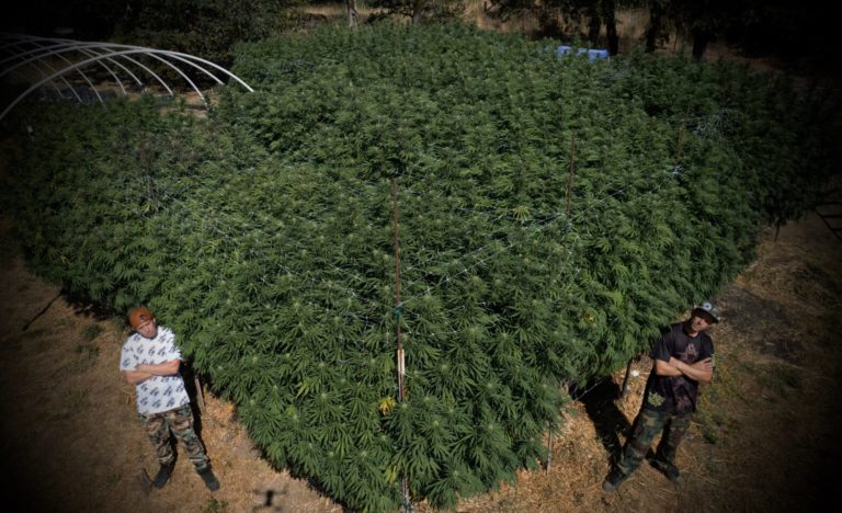 Planted in the Culture | High Times