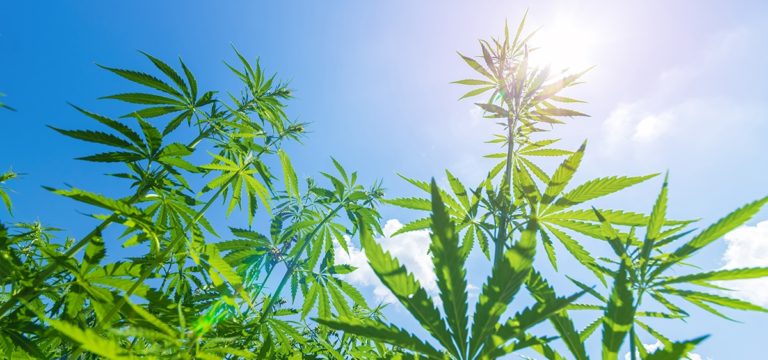 Report: US Hemp Planting Fell About 50% from 2021 to 2022