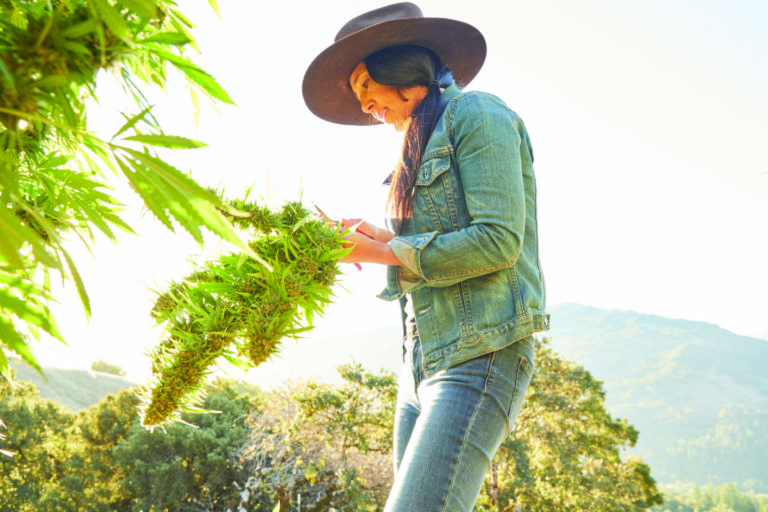 Rock ‘n’ Roll Sungrown | High Times