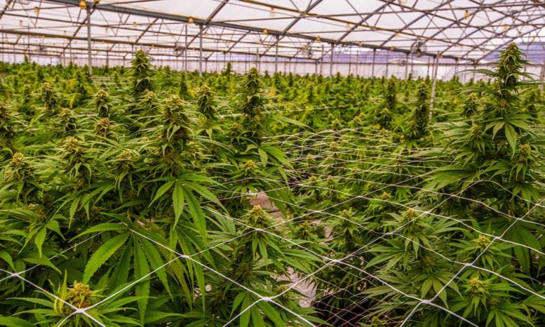 Cannabis Facility Hacks to Maximize Your Square Footage