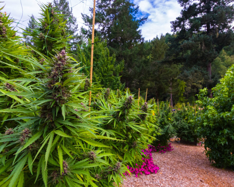 Commemorating the Heritage of Humboldt