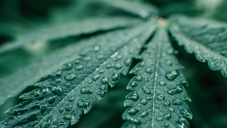 HHS Releases Unredacted Letter Confirming Agency’s Recommendation to DEA to Reclassify Marijuana to Schedule III