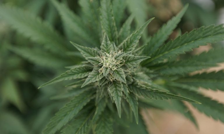 Missouri Officials Investigating Marijuana Social Equity Businesses Connected To Legalization Campaign Leader