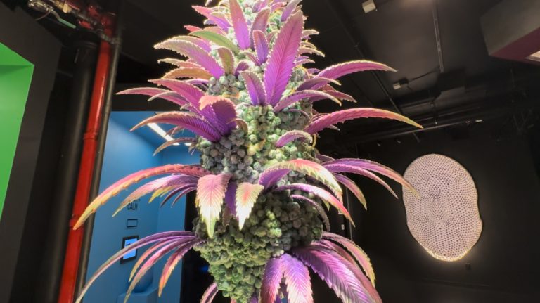 New York City has the best weed museum in the world now New York City has the best weed museum in the world now