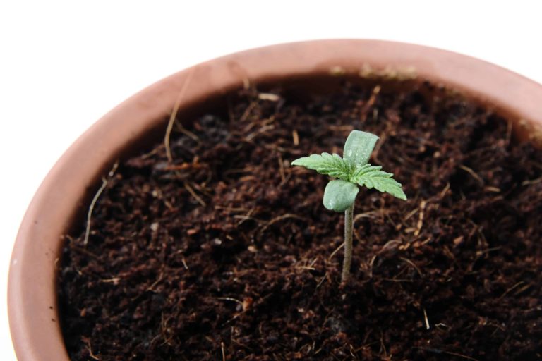 New York Regulators To Vote on Proposed Weed Home Cultivation Rules New York Regulators To Vote on Proposed Weed Home Cultivation Rules