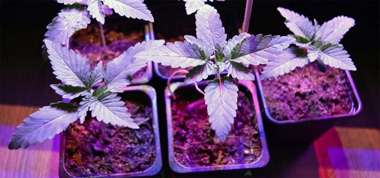 New York Waives Cannabis Cultivator License Fees for Two Years New York Waives Cannabis Cultivator License Fees for Two Years