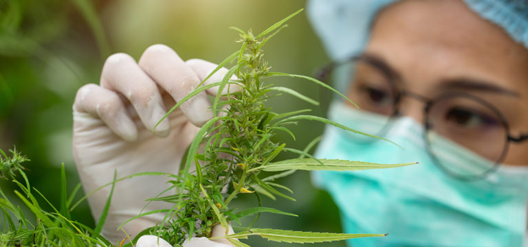 Study Examines Cannabis as Treatment for COVID-19