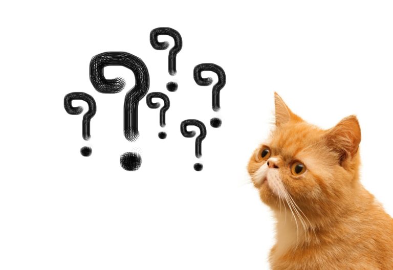 What is the Deal with California Close Corporations?