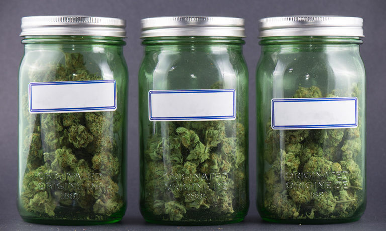 A Guide to the Evolution of Cannabis Strains