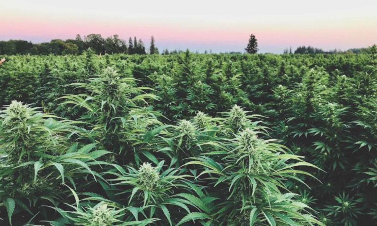 Breeding for Cannabinoids: The CBG Seed Breeding for Cannabinoids: The CBG Seed