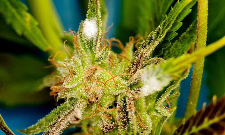 Discover the Future of Cannabis Decontamination