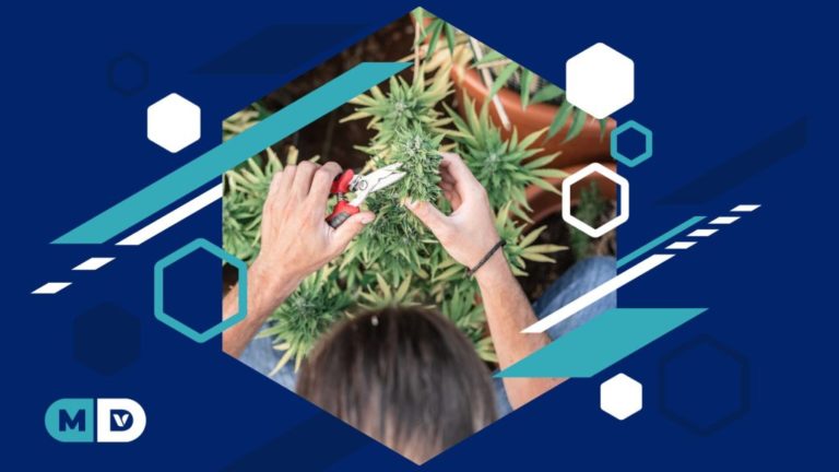 How To Clone A Cannabis Plant