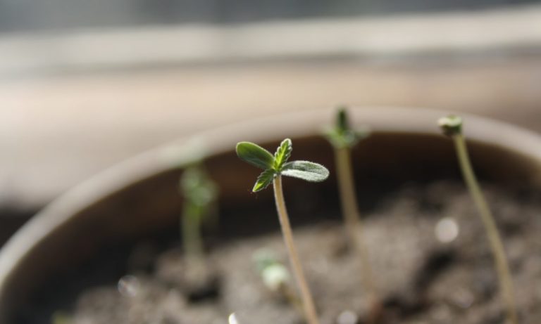 How to Grow Weed: Germinating Cannabis Seeds