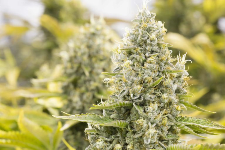 Idaho Bill Would Create Minimum $420 Fine for Possessing Small Amounts of Weed